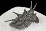 Bargain, Devil Horned Cyphaspis Trilobite #74151-5